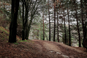 Леса Узбекистана